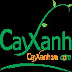 cayxanh24h.com
