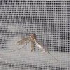 Lưới chống muỗi, côn trùng và Màng PVC